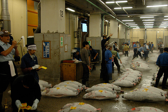 Tsukiji Tuna Auction