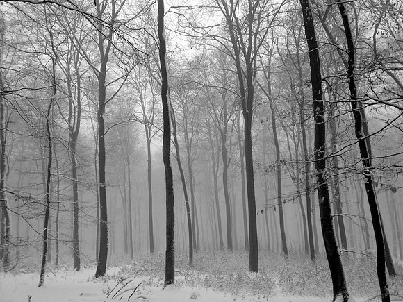 Endless Forest (Taunus)